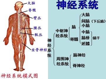 生物高中必修3第二章第一节课件11
