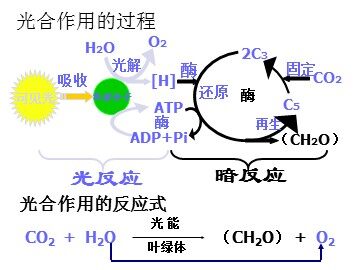 生物高中必修1第五章第四节第二课时课件1