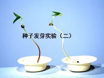 《种子发芽实验（二）》课件3