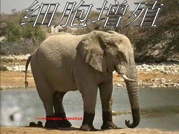 生物高中必修1第六章第一节第二课时课件2