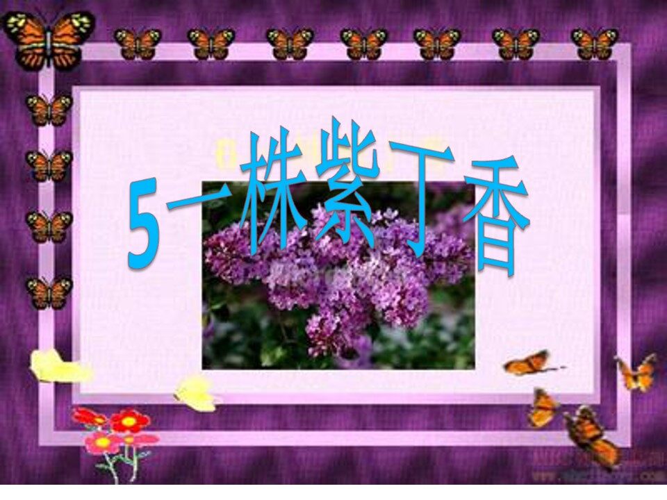 一株紫丁香