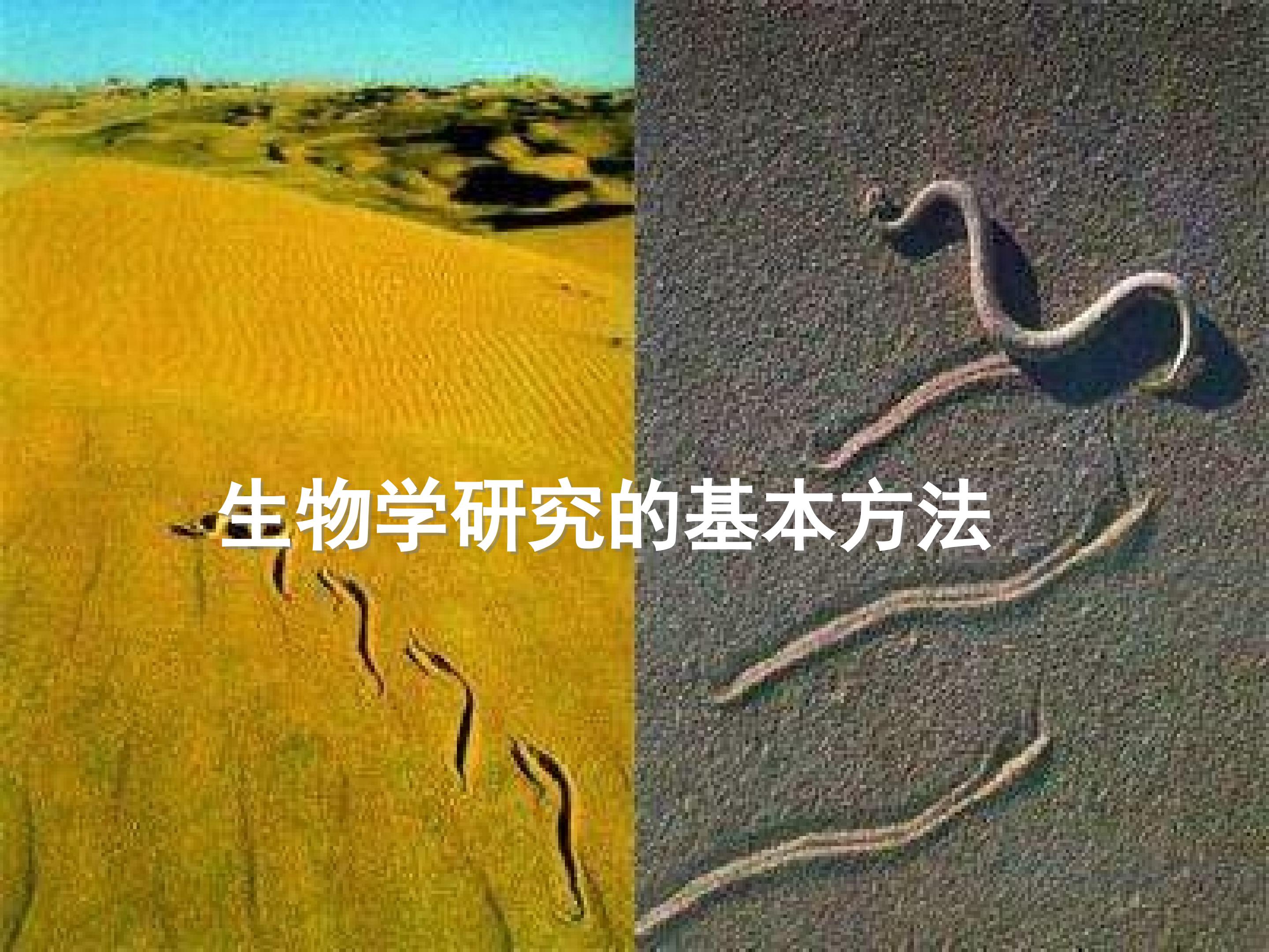 生物学研究的基本方法_课件1