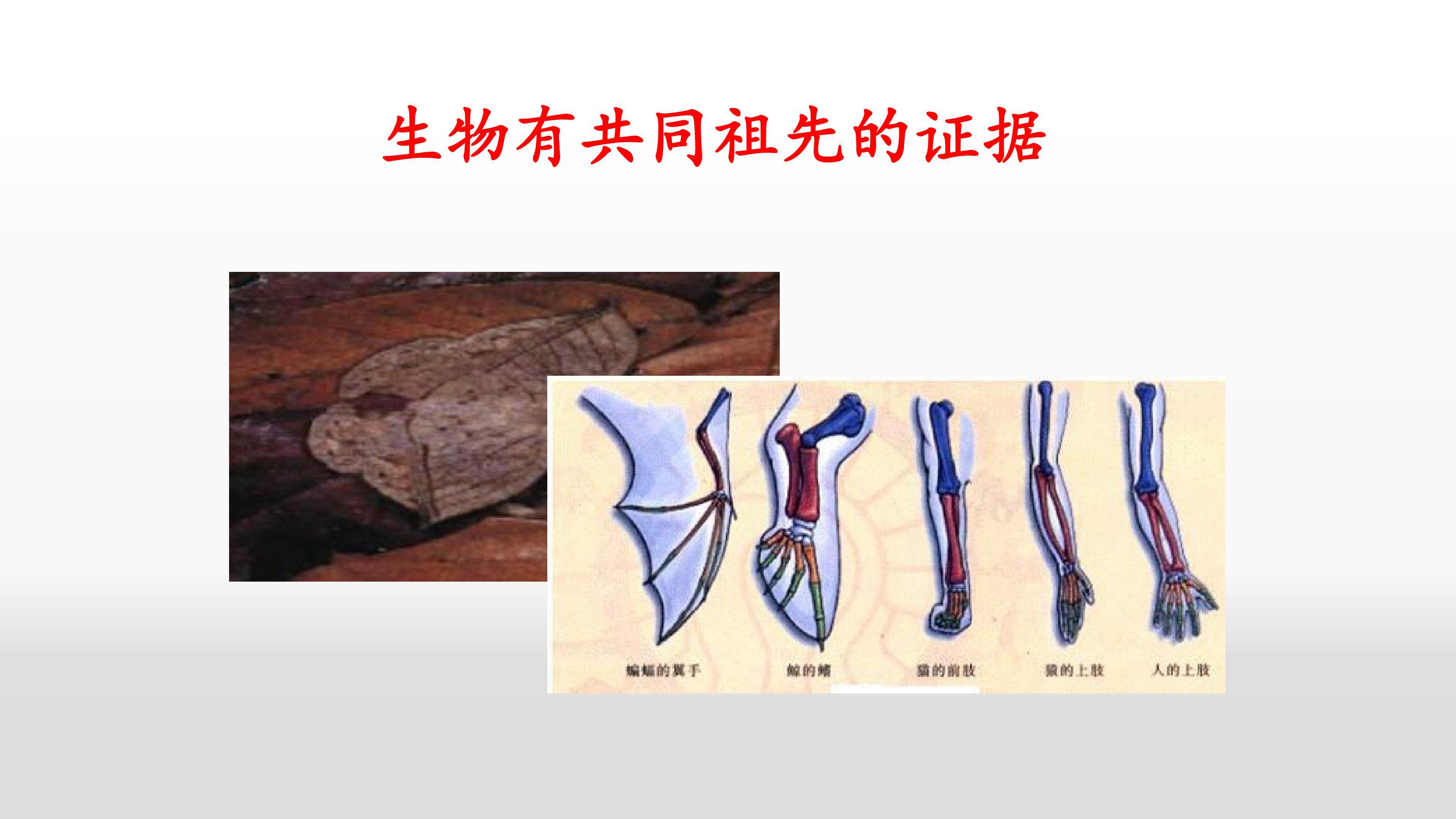 生物有共同祖先的证据