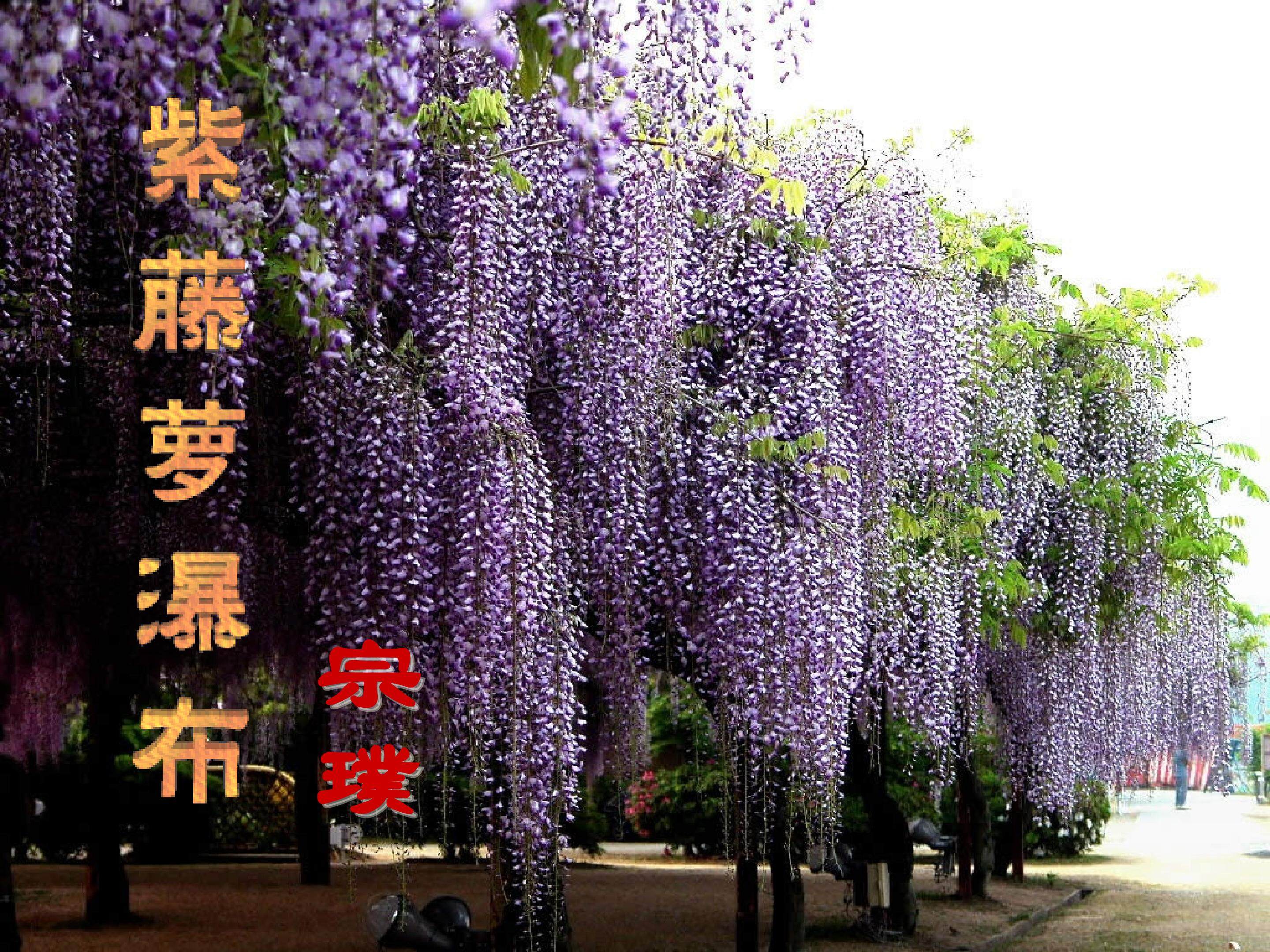 紫藤萝瀑布