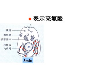生物高中必修1第三章第二节课件5