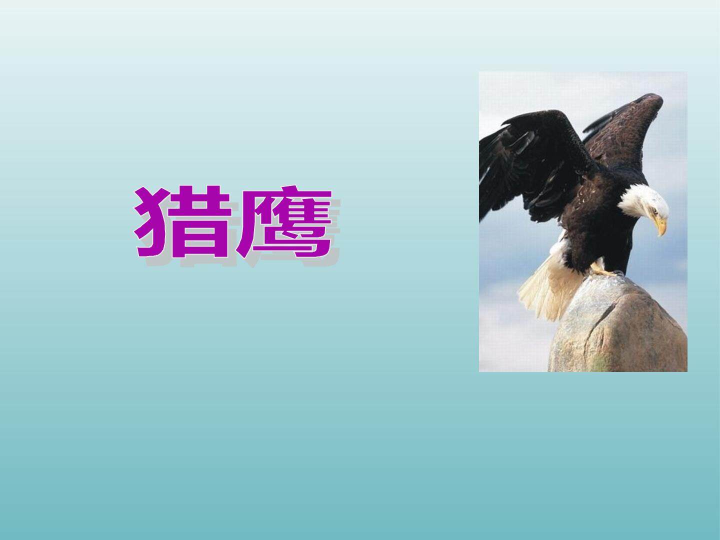 猎鹰_课件1