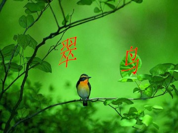 翠   鸟_课件1