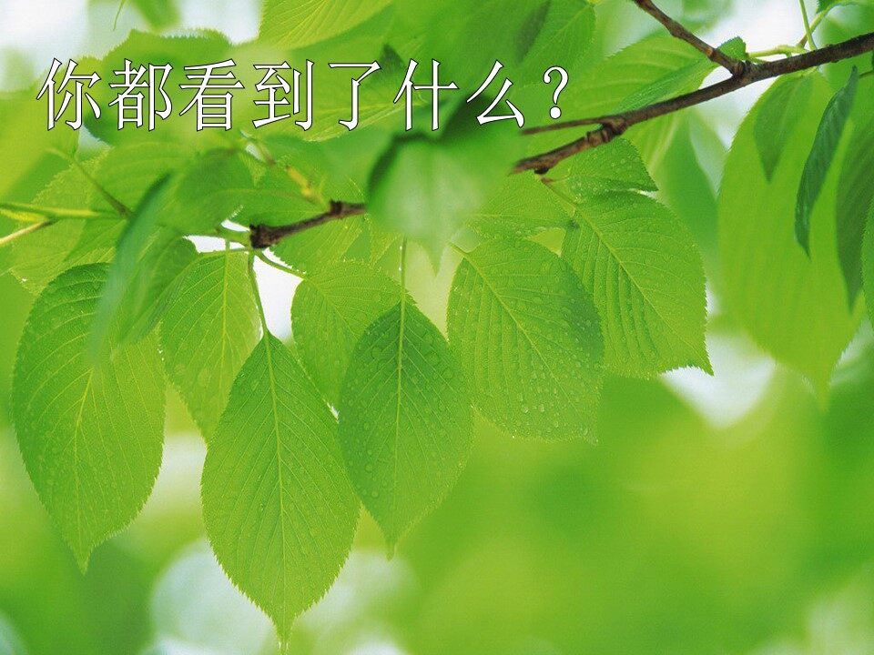 第8课　叶子上的小“血管”