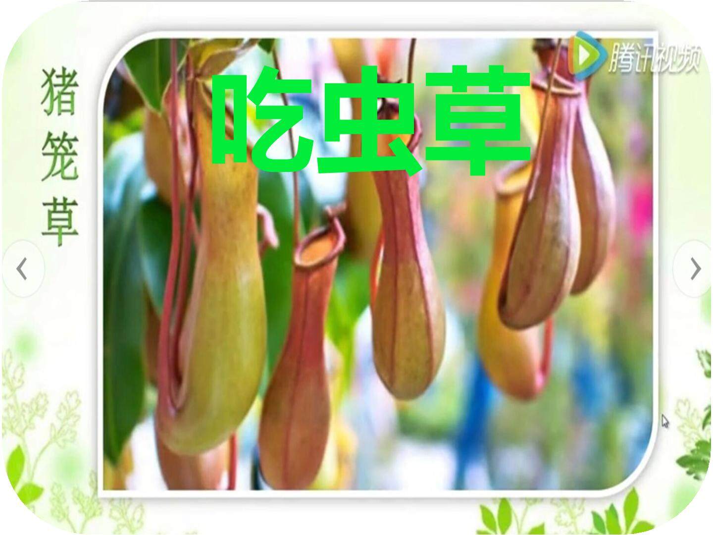 《吃虫草》教学设计