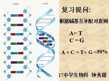 06第3章 第3节DNA分子复制