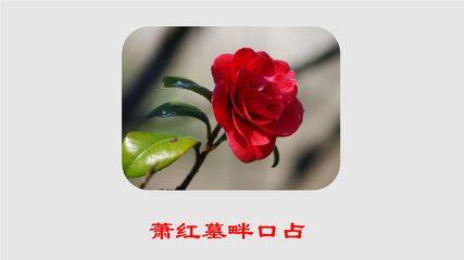 【★】9年级语文部编版下册课件第1单元第3课《短诗五首——萧红墓畔口占》