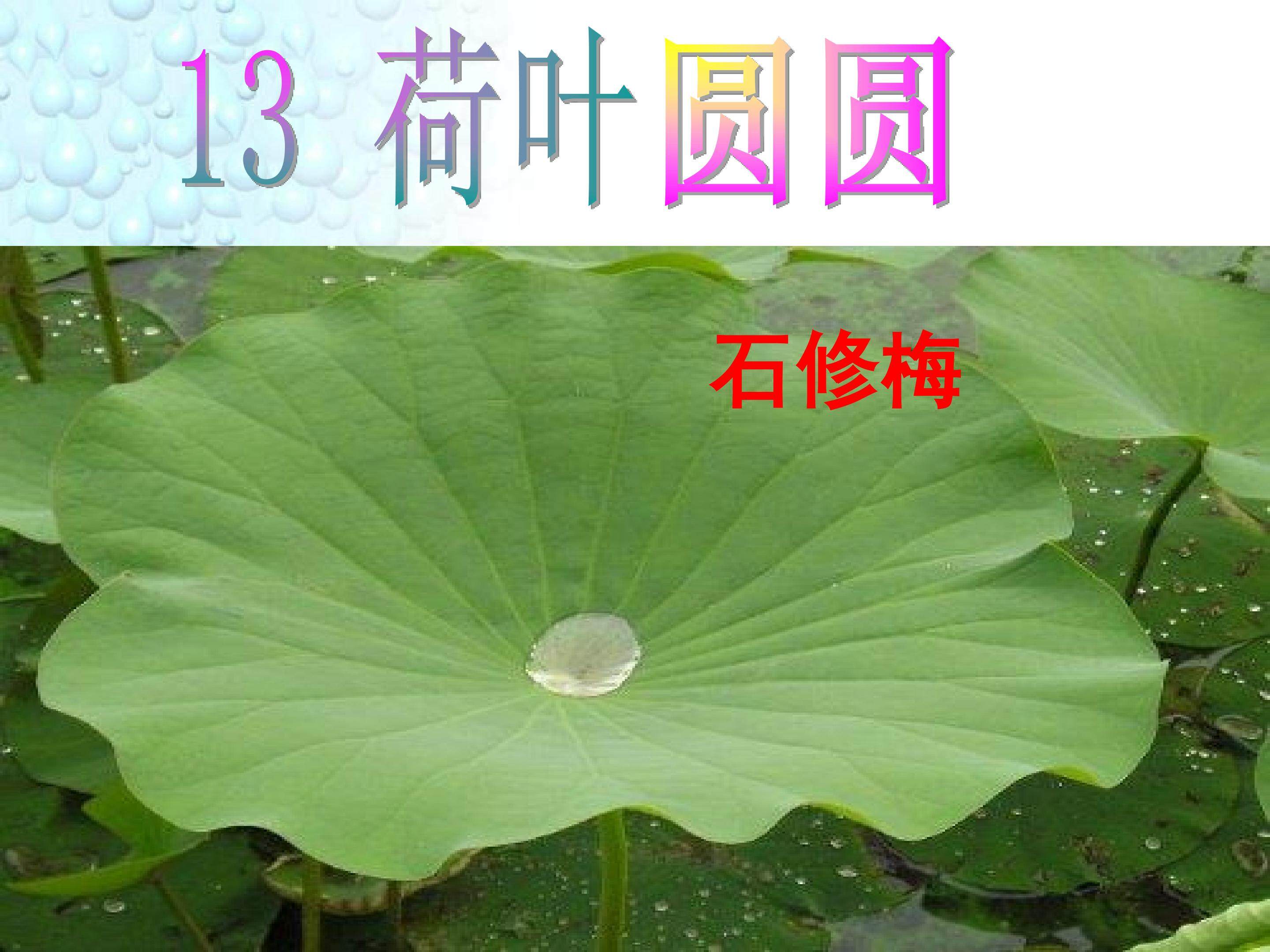 荷叶圆圆