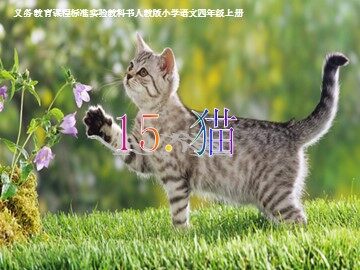 15 猫
