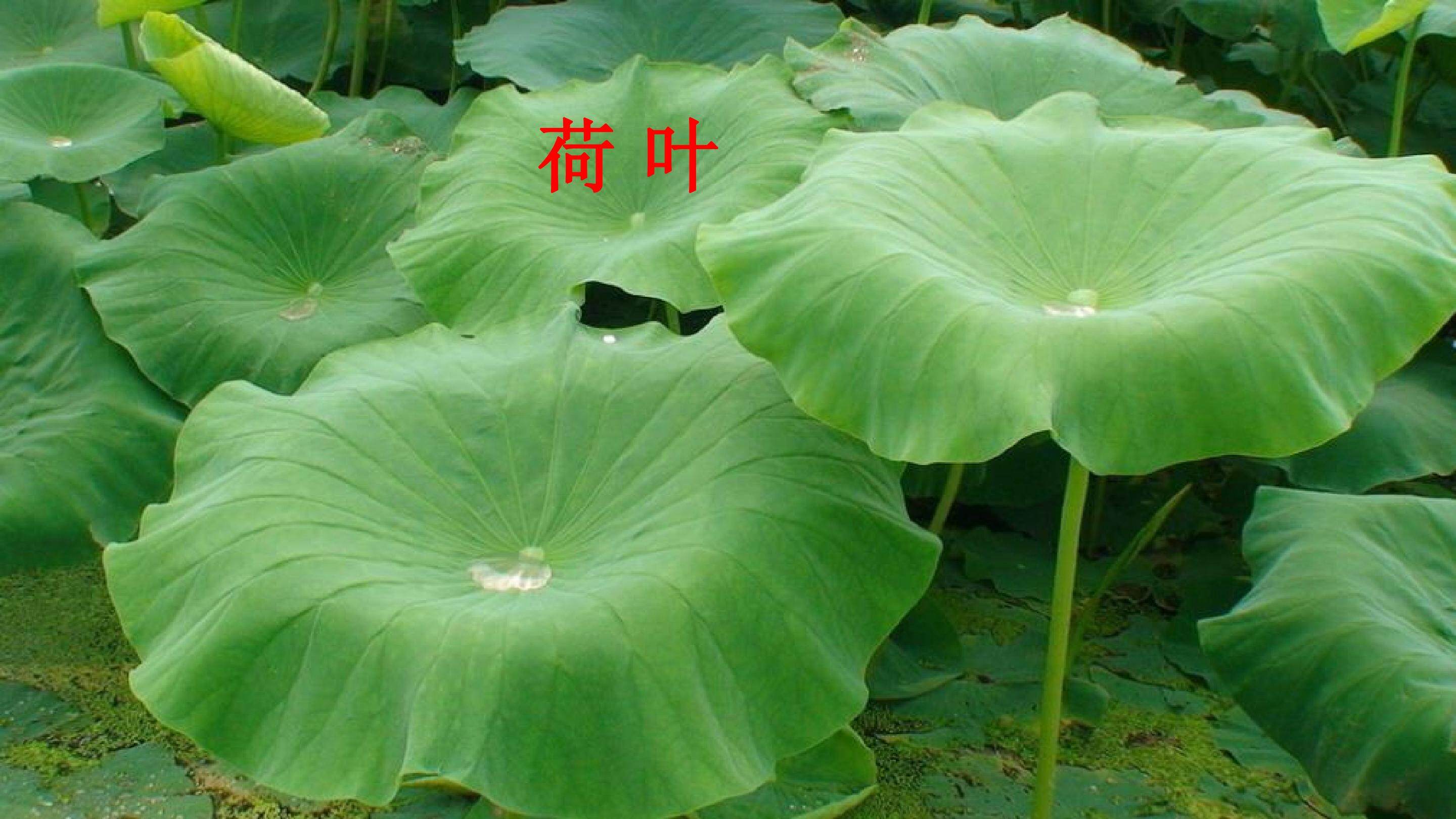 荷叶圆圆