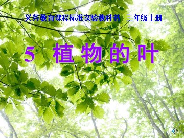 5.植物的叶
