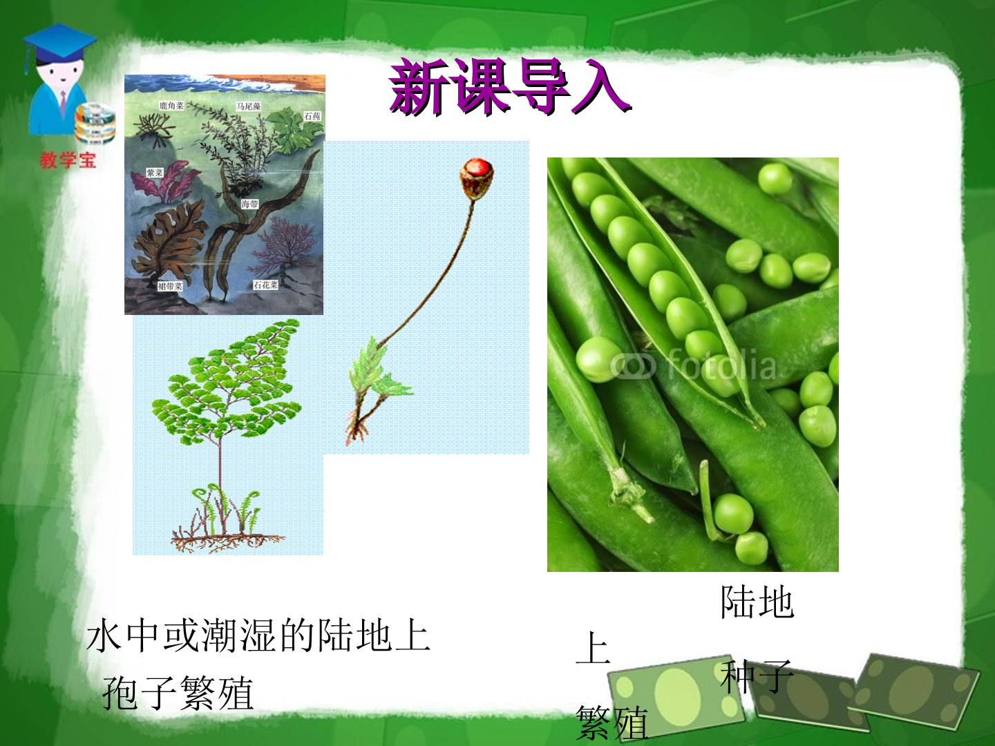 种子植物