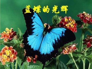 蓝蝶的光辉_课件1