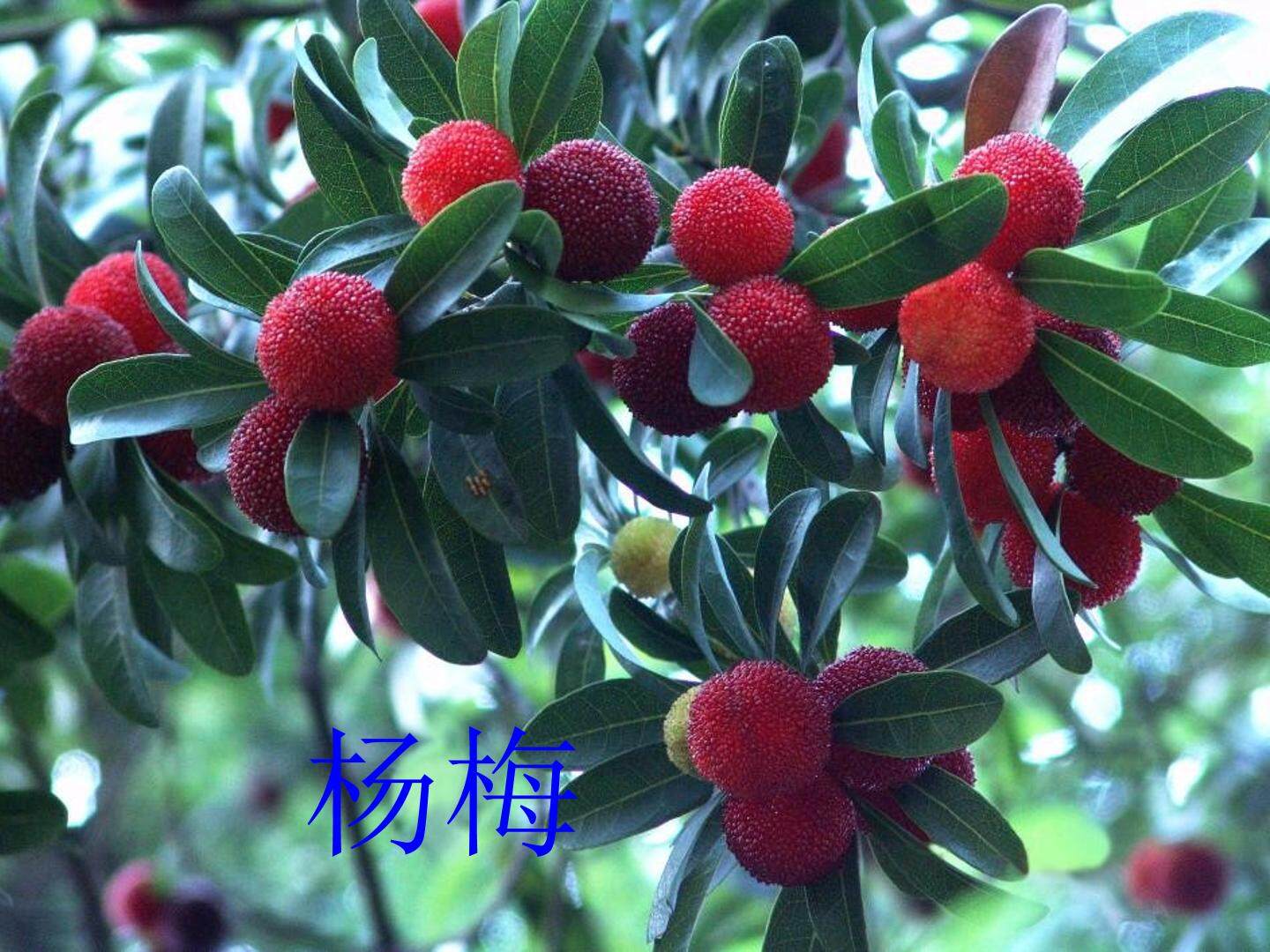 我爱故乡的杨梅