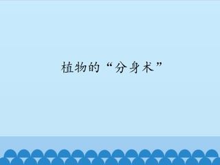 植物的“分身术”_课件1