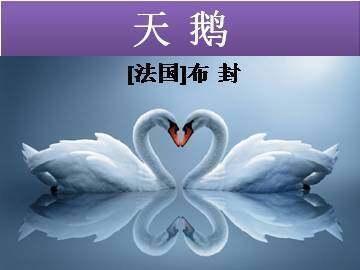 天鹅_课件1