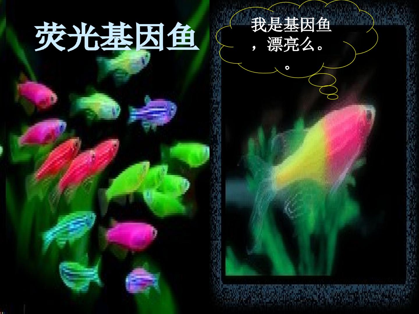 转基因生物的安全性