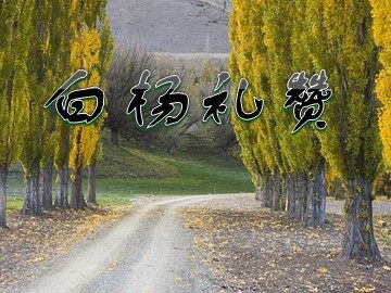 14  白杨礼赞
