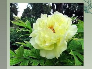 Unit 2 Wishing you happiness  every day