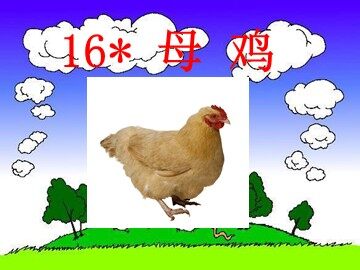 16* 母鸡