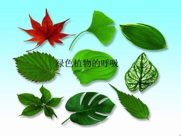 绿色植物的呼吸_课件3