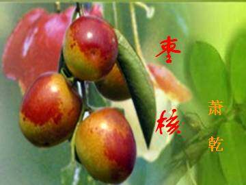 枣核_课件1