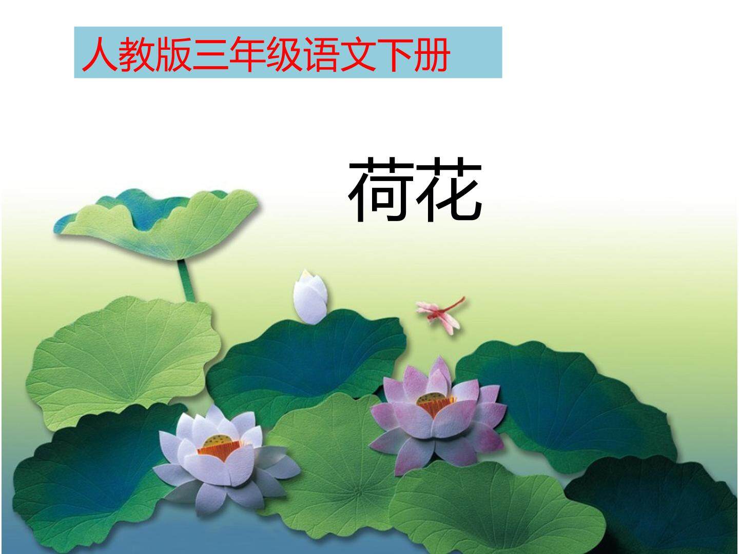 3 荷花