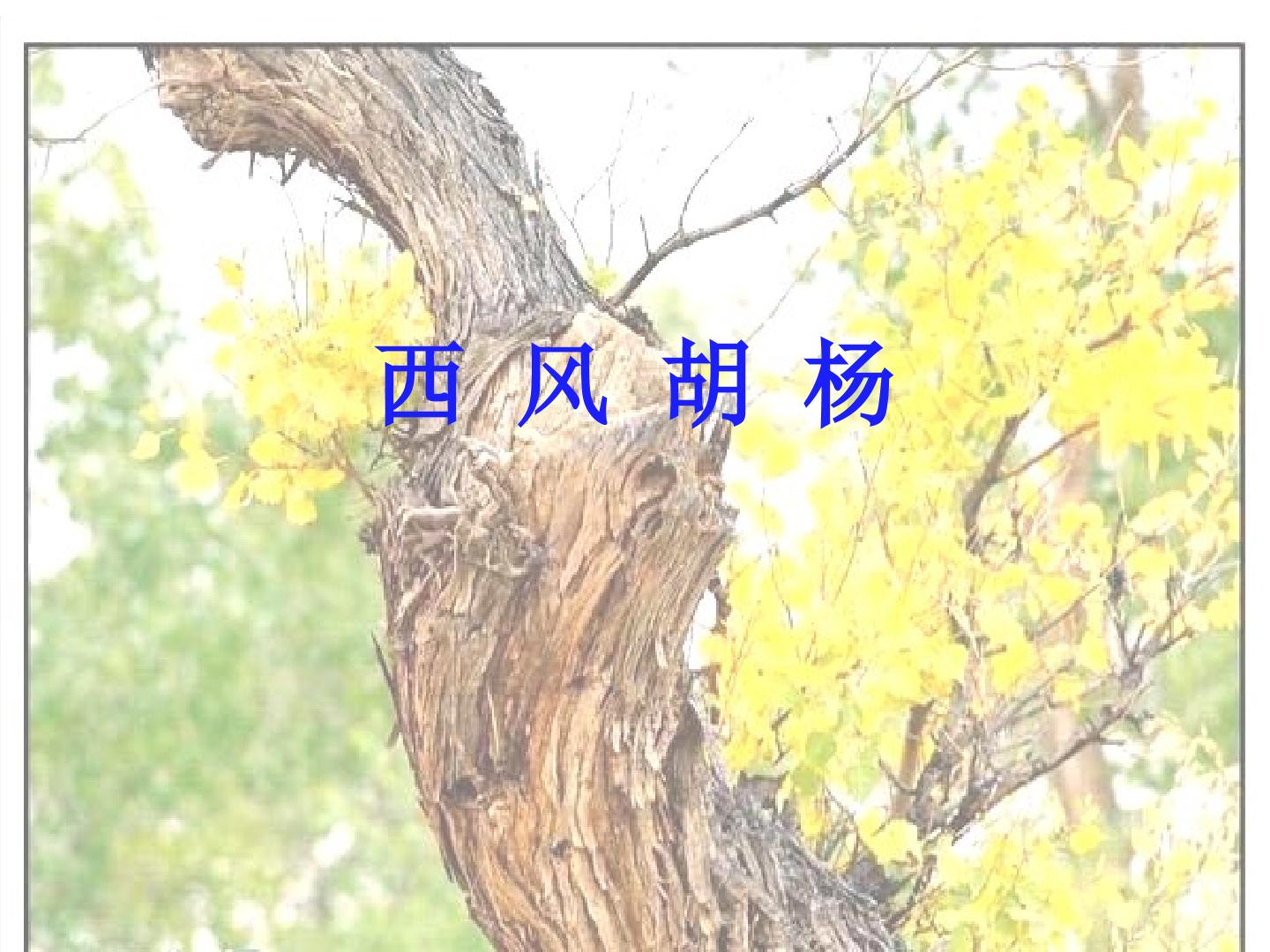 西风胡杨_课件1