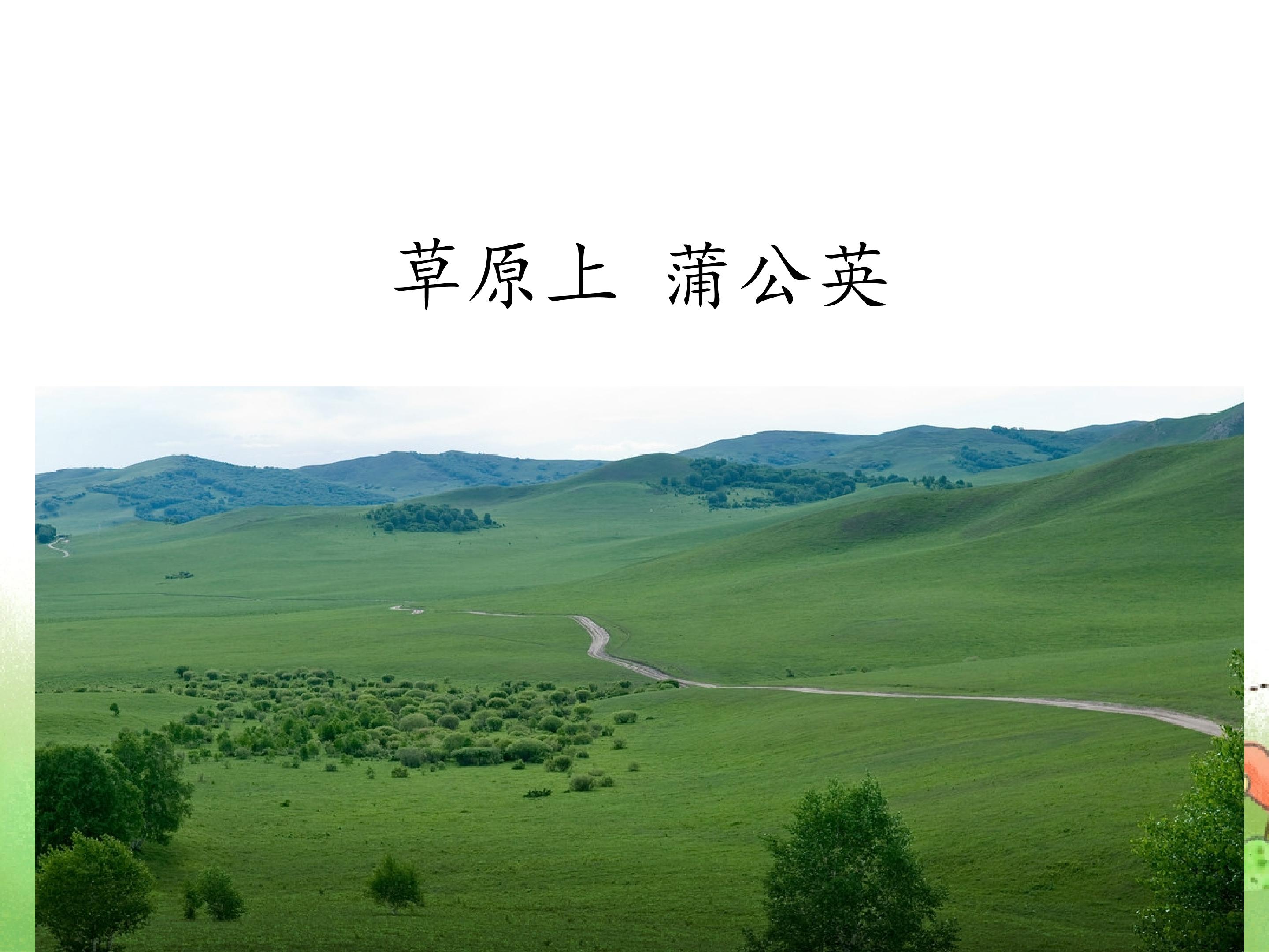 草原上 蒲公英_课件1