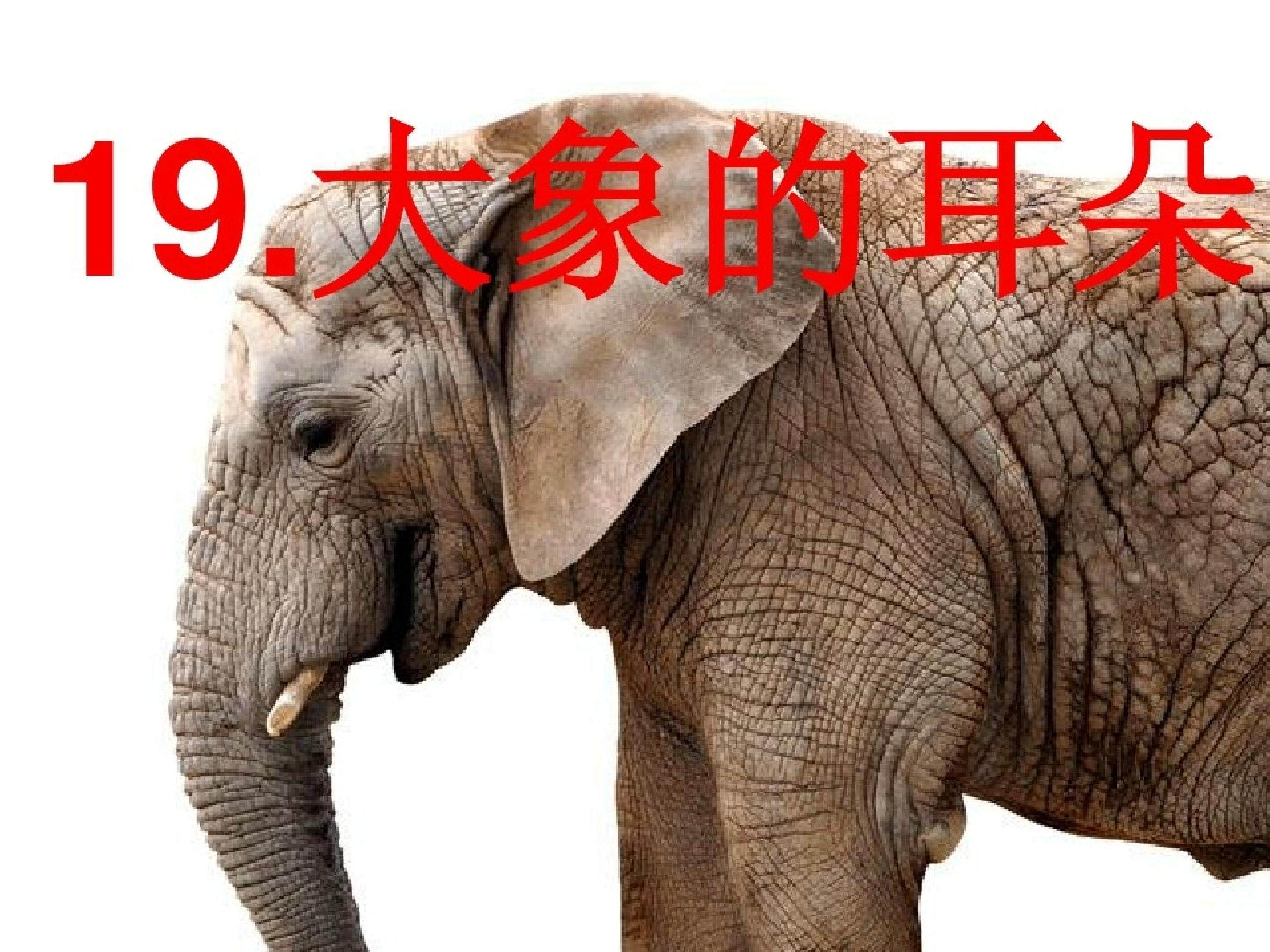 大象的耳朵