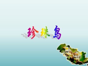 珍珠鸟_课件1