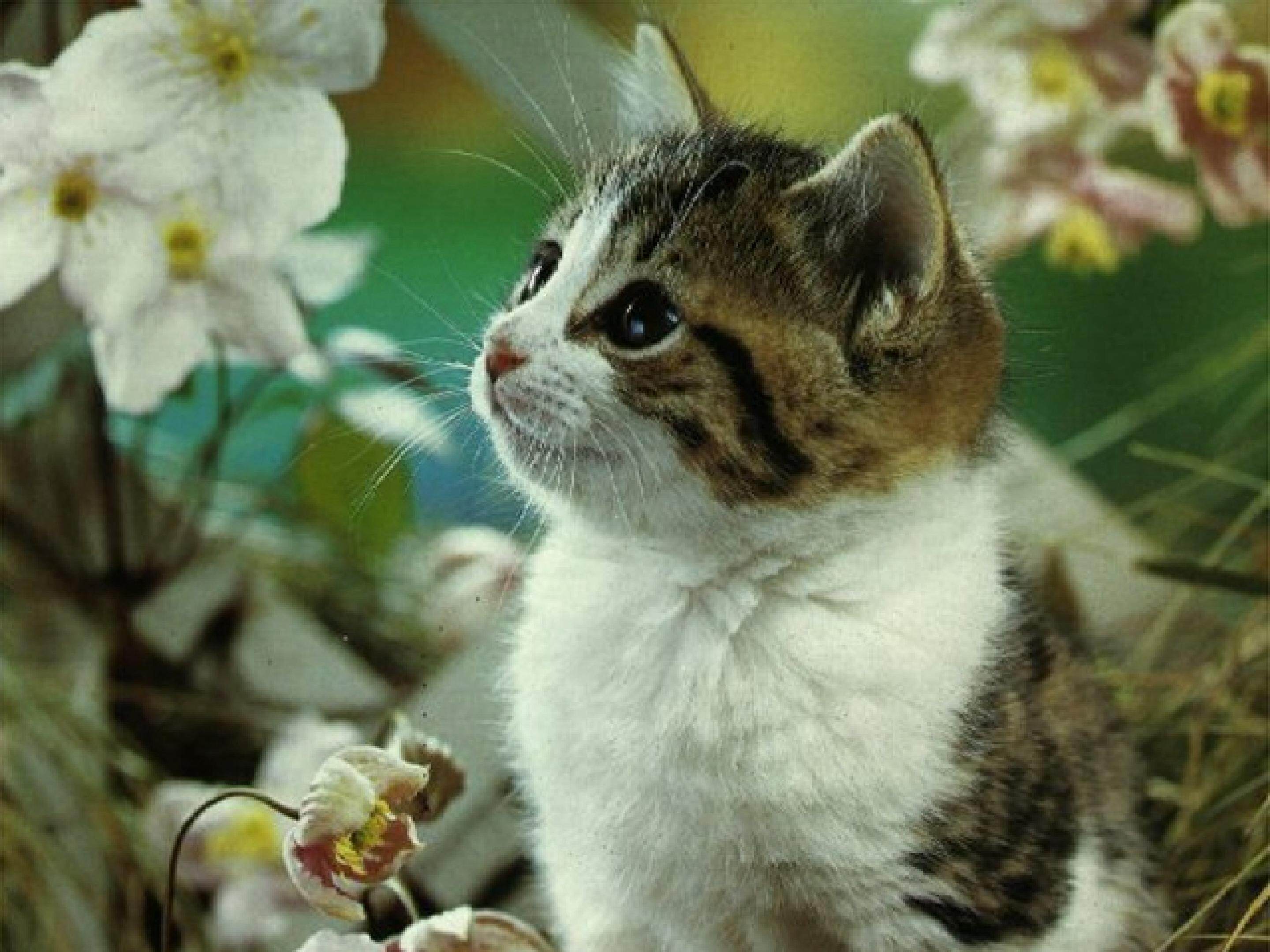 《猫》课件