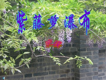 16 紫藤萝瀑布
