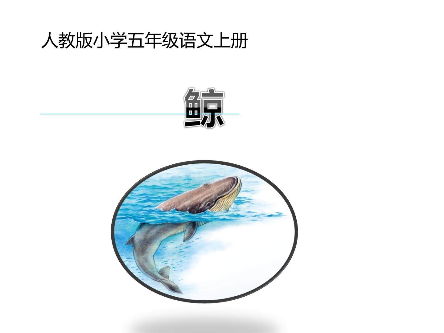 鲸