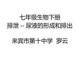 排泄-尿液的形成和排出