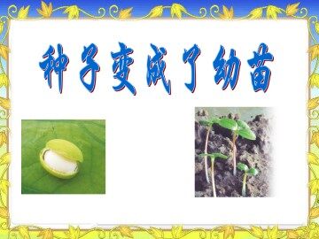 种子变成了幼苗_课件1