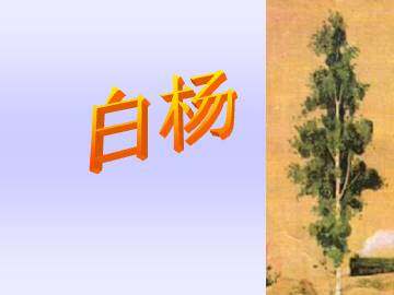 白杨_课件1