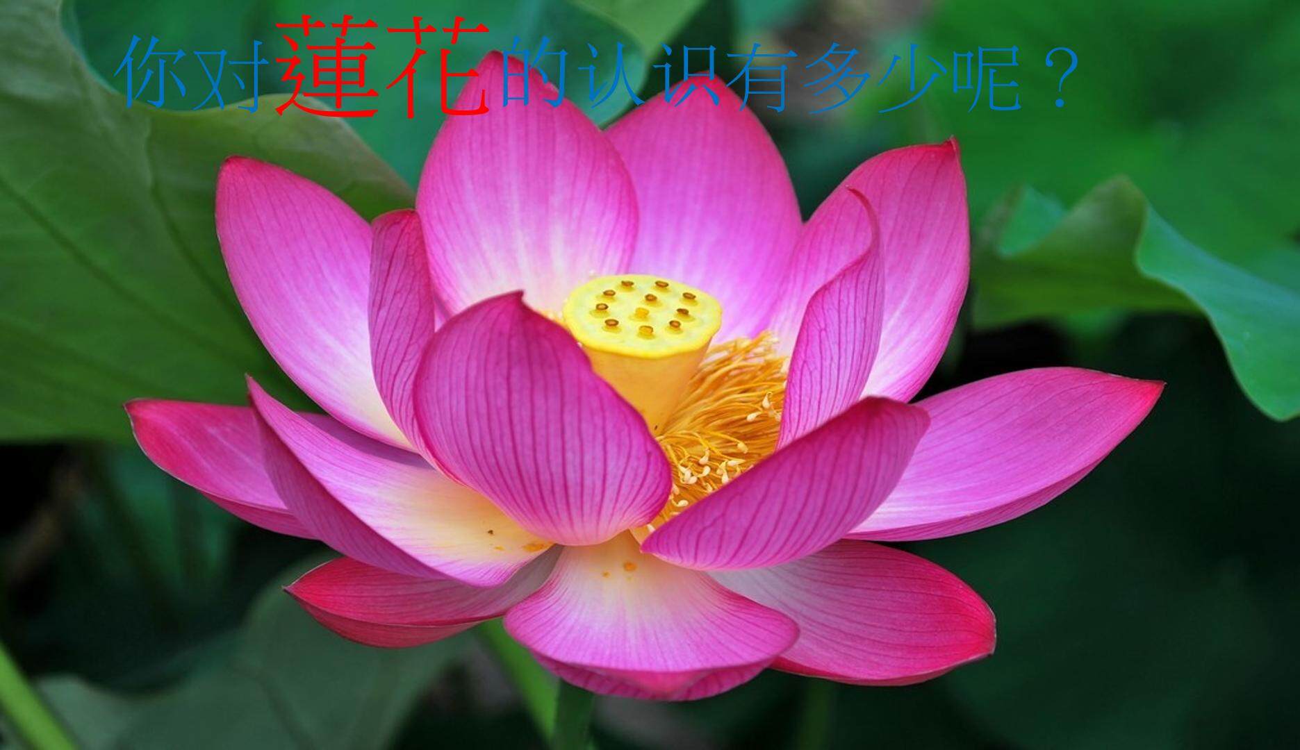 周敦颐爱莲说