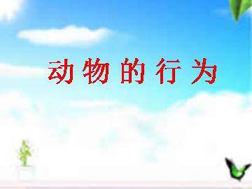 动物的行为_课件1