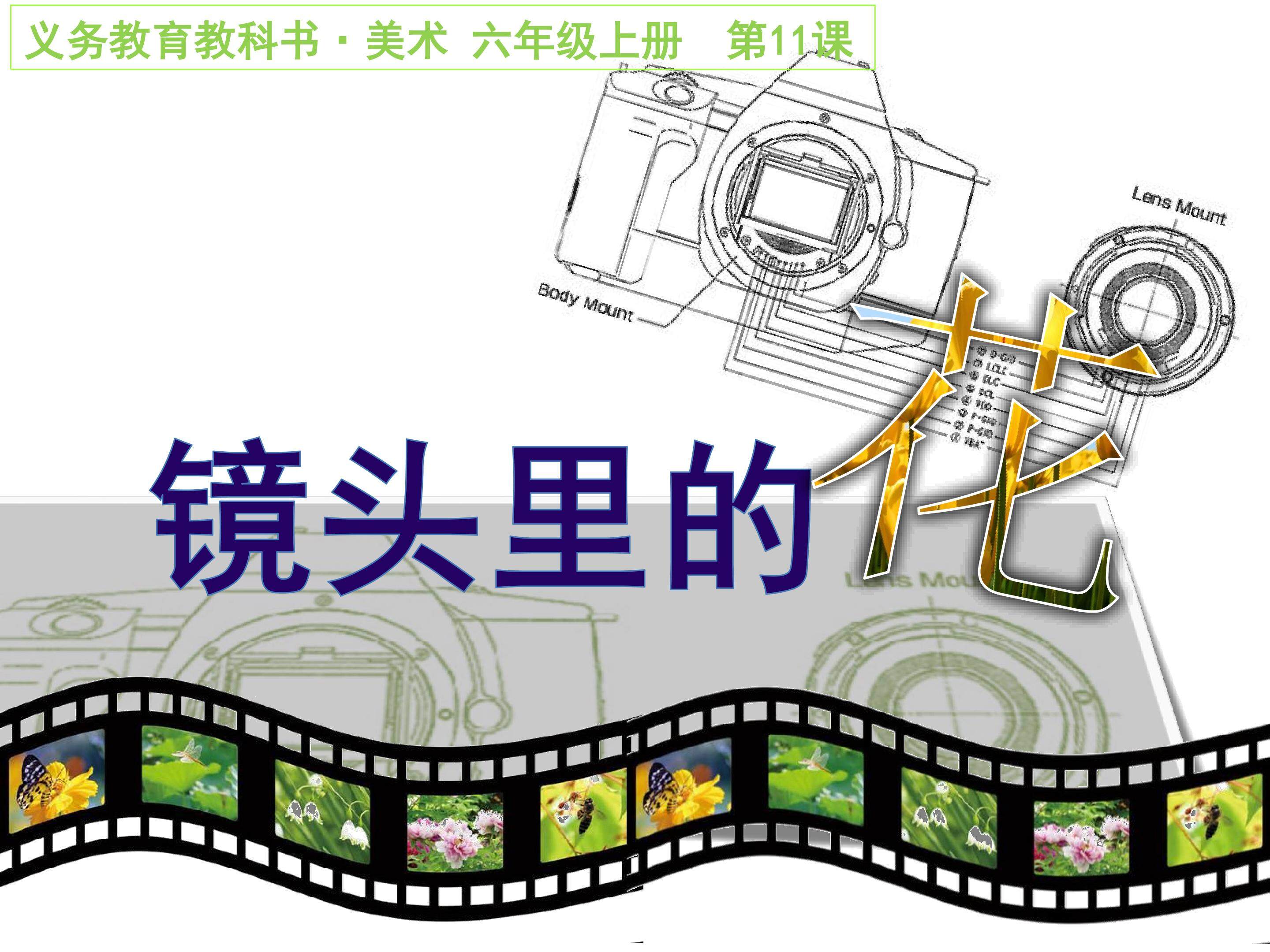 《镜头里的花》