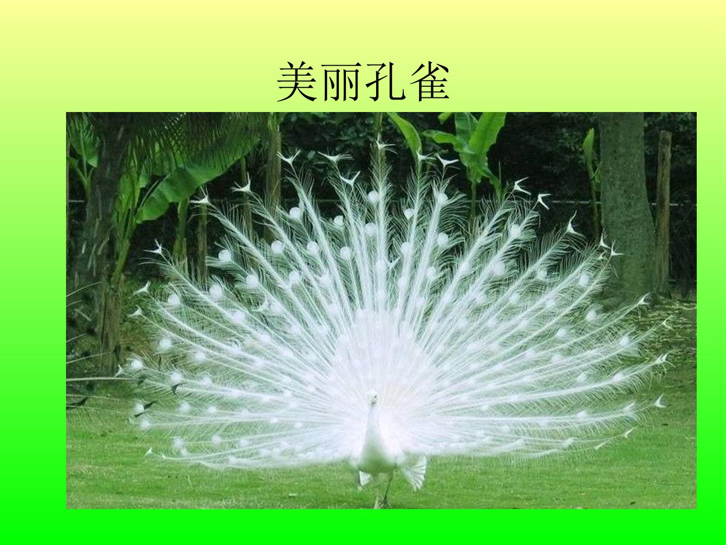美丽孔雀_课件1