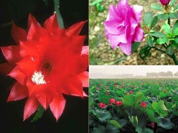 花儿为什么这样红_课件3