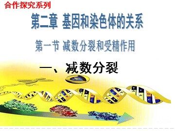 减数分裂和受精作用课件（卵细胞形成过程）