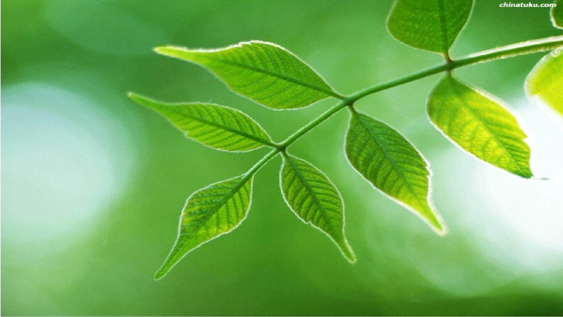 囚绿记