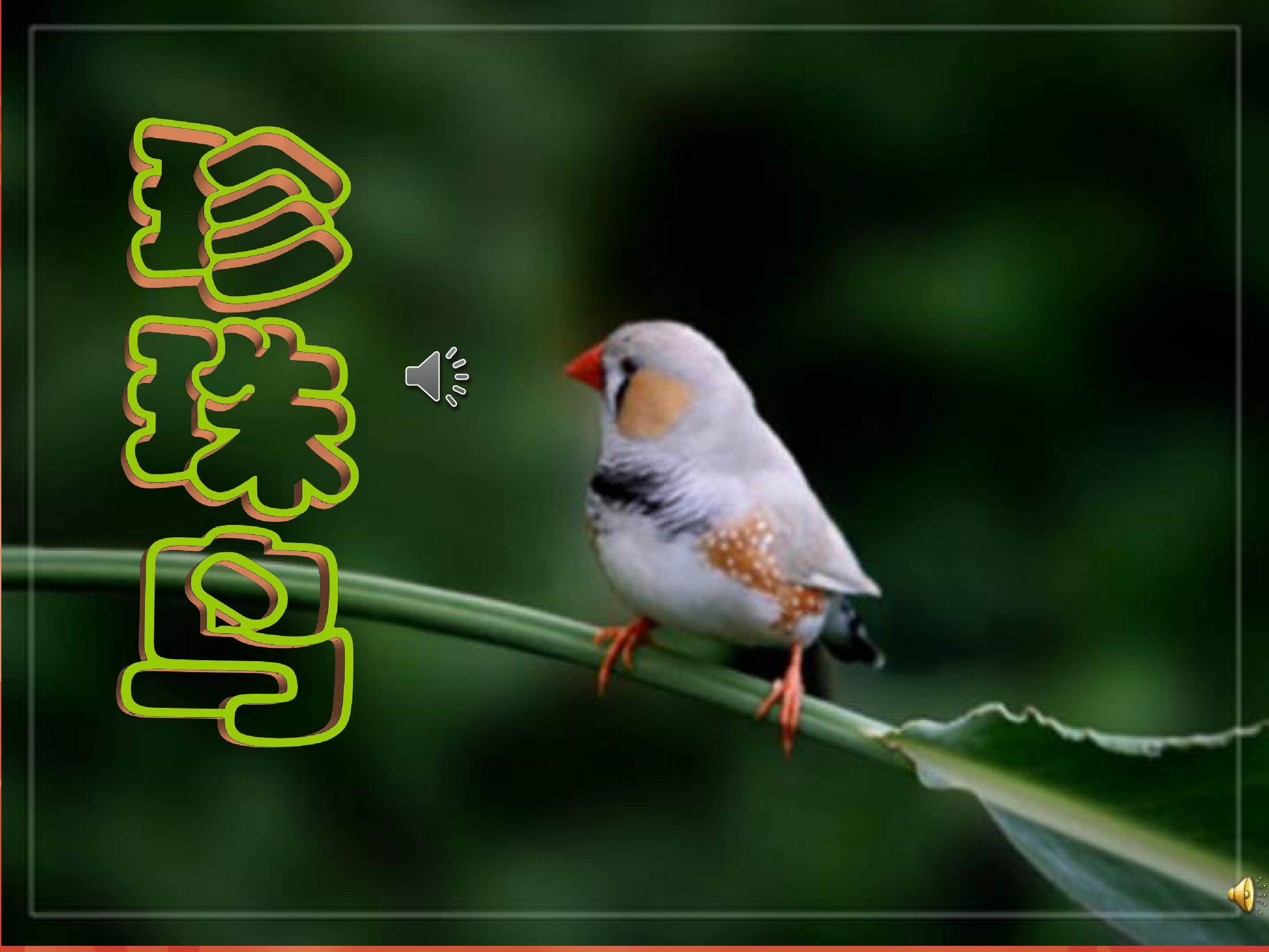 《珍珠鸟》