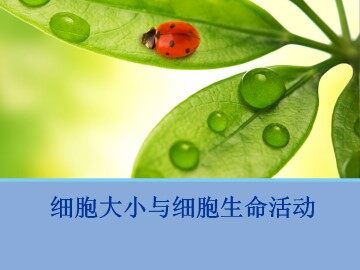细胞的大小和形态_课件1
